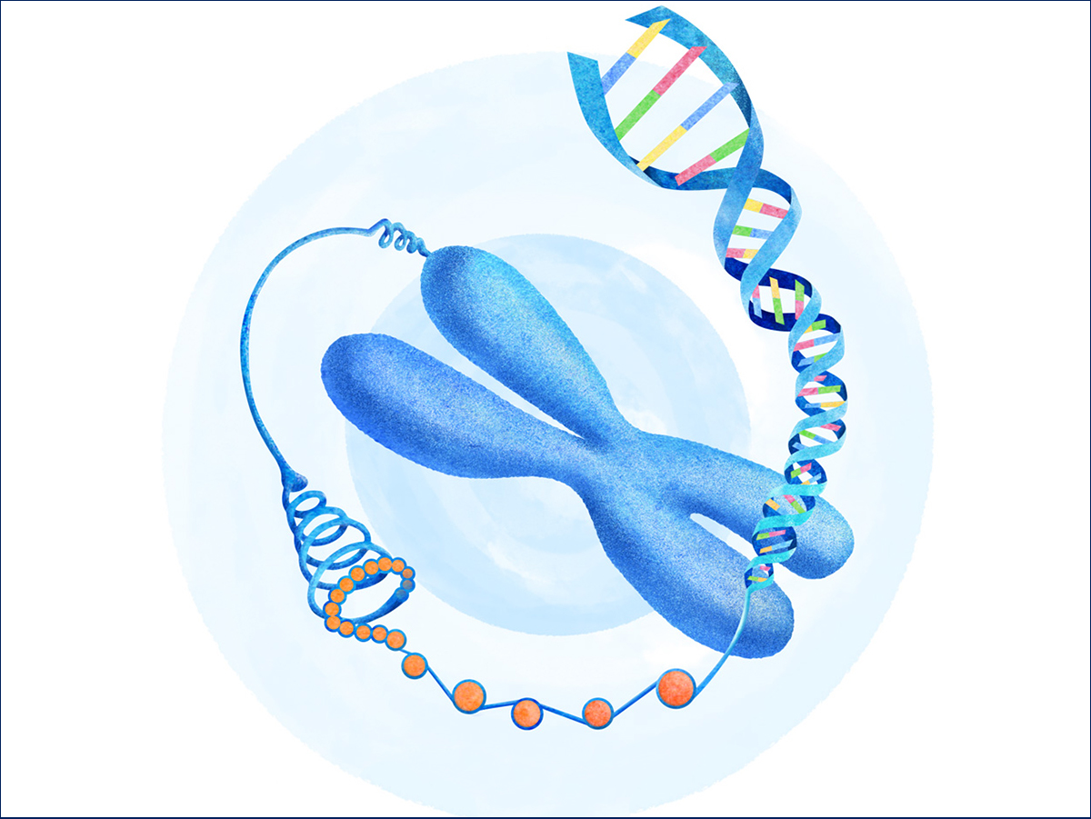 DNAメチル化酵素DNMT3AおよびDNMT3Bの特異的機能の発見