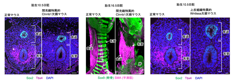 間充織特異的にWntシグナルを欠損させたマウスおよび上皮組織特異的にWntless遺伝子を欠損させたマウスにおける間充織の発生の図