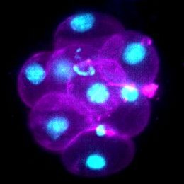 Article: Temporal variability and cell mechanics control robustness in mammalian embryogenesis