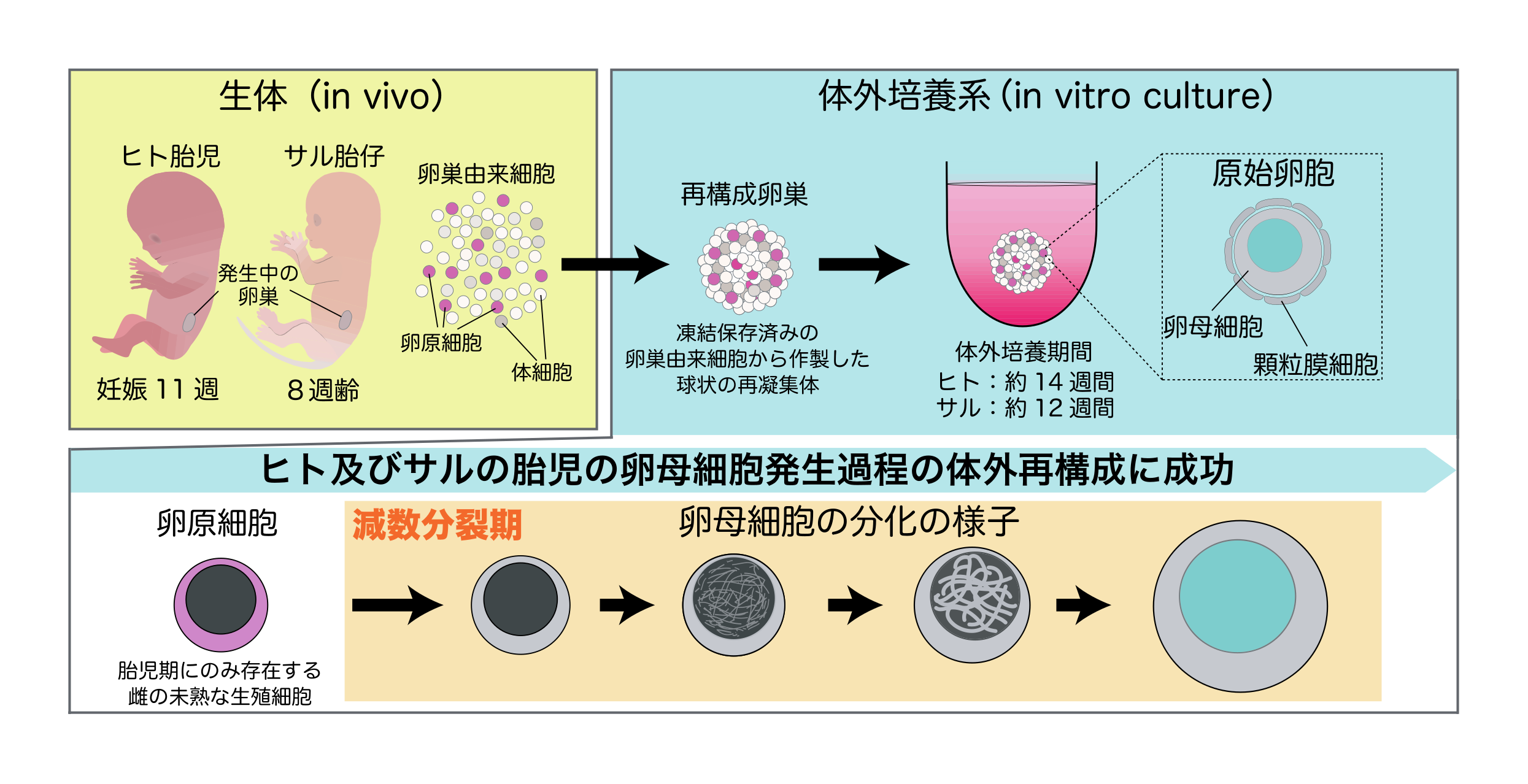 生殖 巣