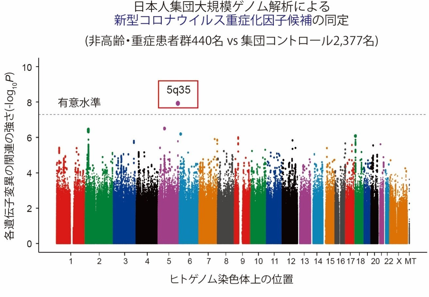 【図2】日本人集団におけるCOVID-19重症化ゲノムワイド関連解析の成果：日本人COVID-19患者において、5番染色体上の、DOCK2遺伝子近傍領域（5q35）の遺伝子多型が、65歳未満の非高齢者において約2倍の重症化リスクを有することを発見した。