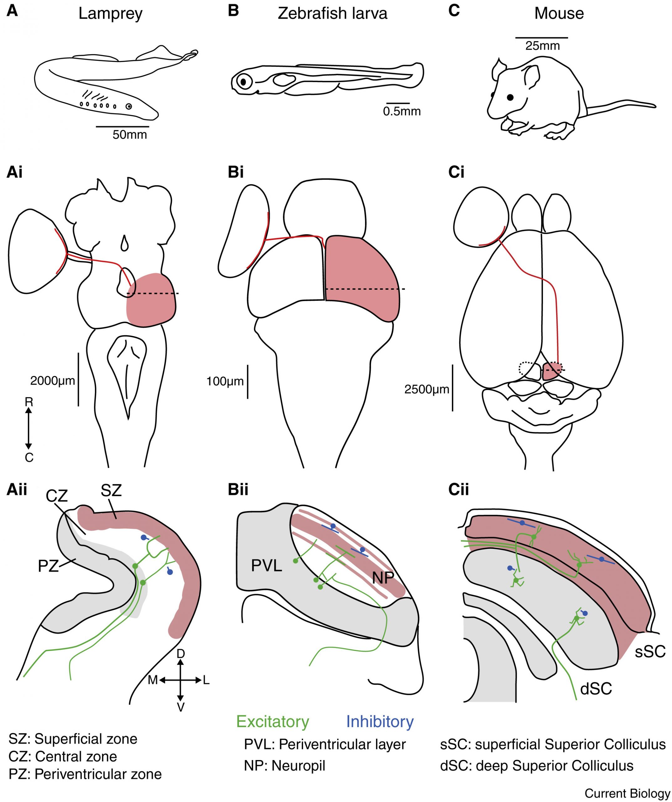 ヤツメウナギ(lamprey)、ゼブラフィッシュの幼魚(zebrafish larva)、マウス(mouse)における視蓋／上丘の位置、大きさ、網膜への入力