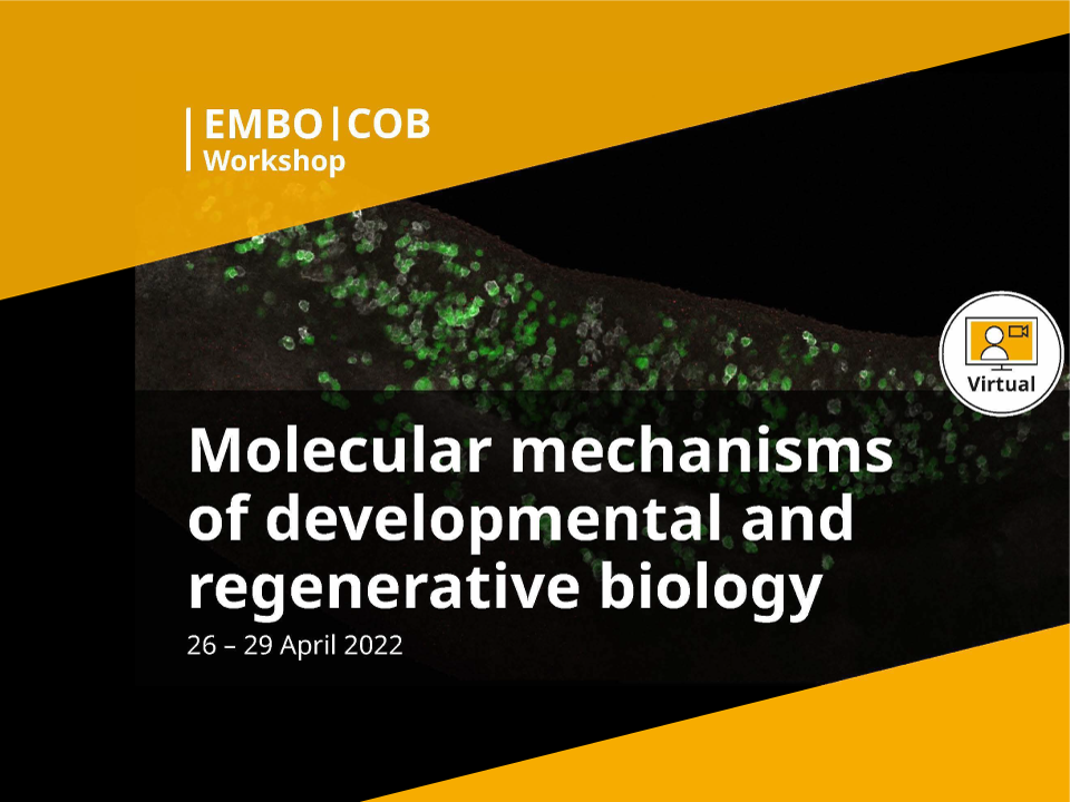 [開催報告] EMBO | The Company of Biologists Workshop: Molecular mechanisms of developmental and regenerative biology
