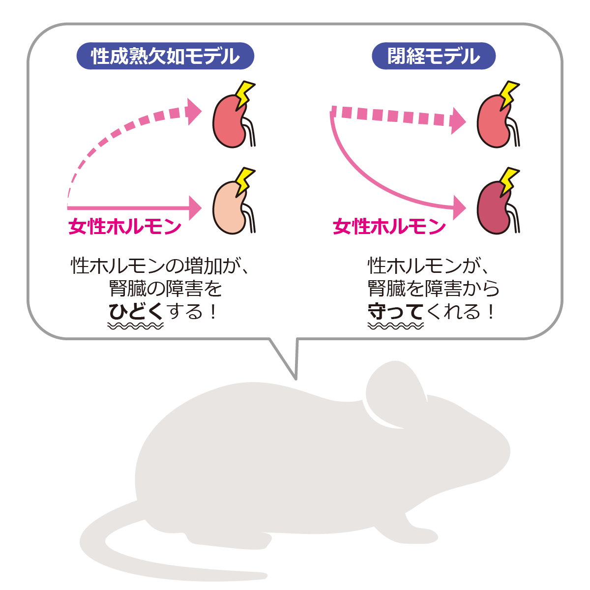 性成熟期と成人期のエストロゲンが急性腎障害への感受性に与える影響 　　　―腎障害におけるエストロゲンの二面性―