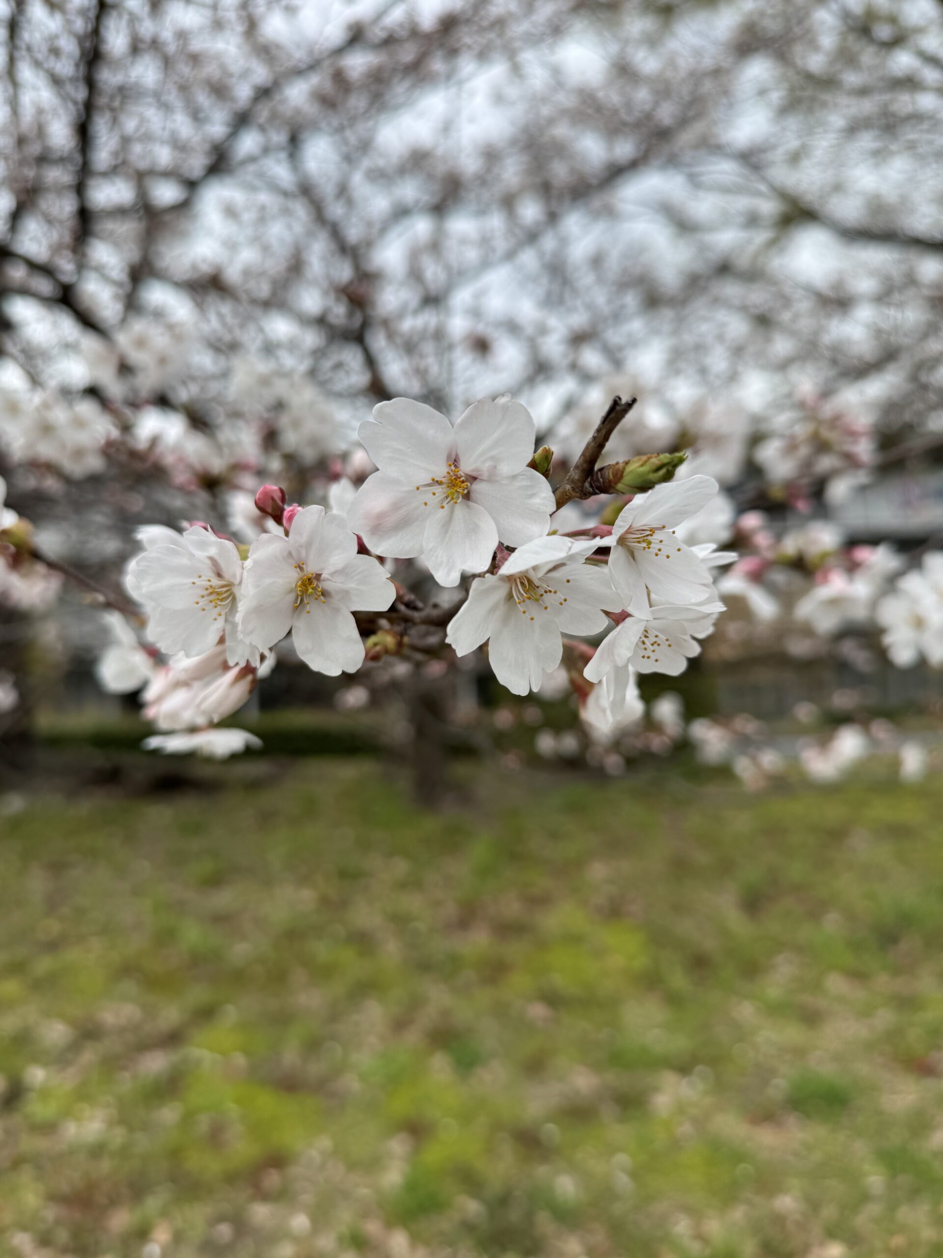 Hanami2025 4
