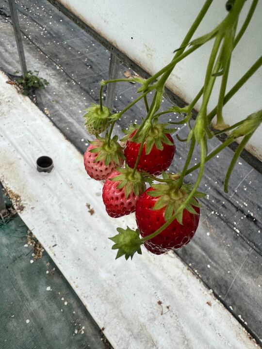 strawberry 2
