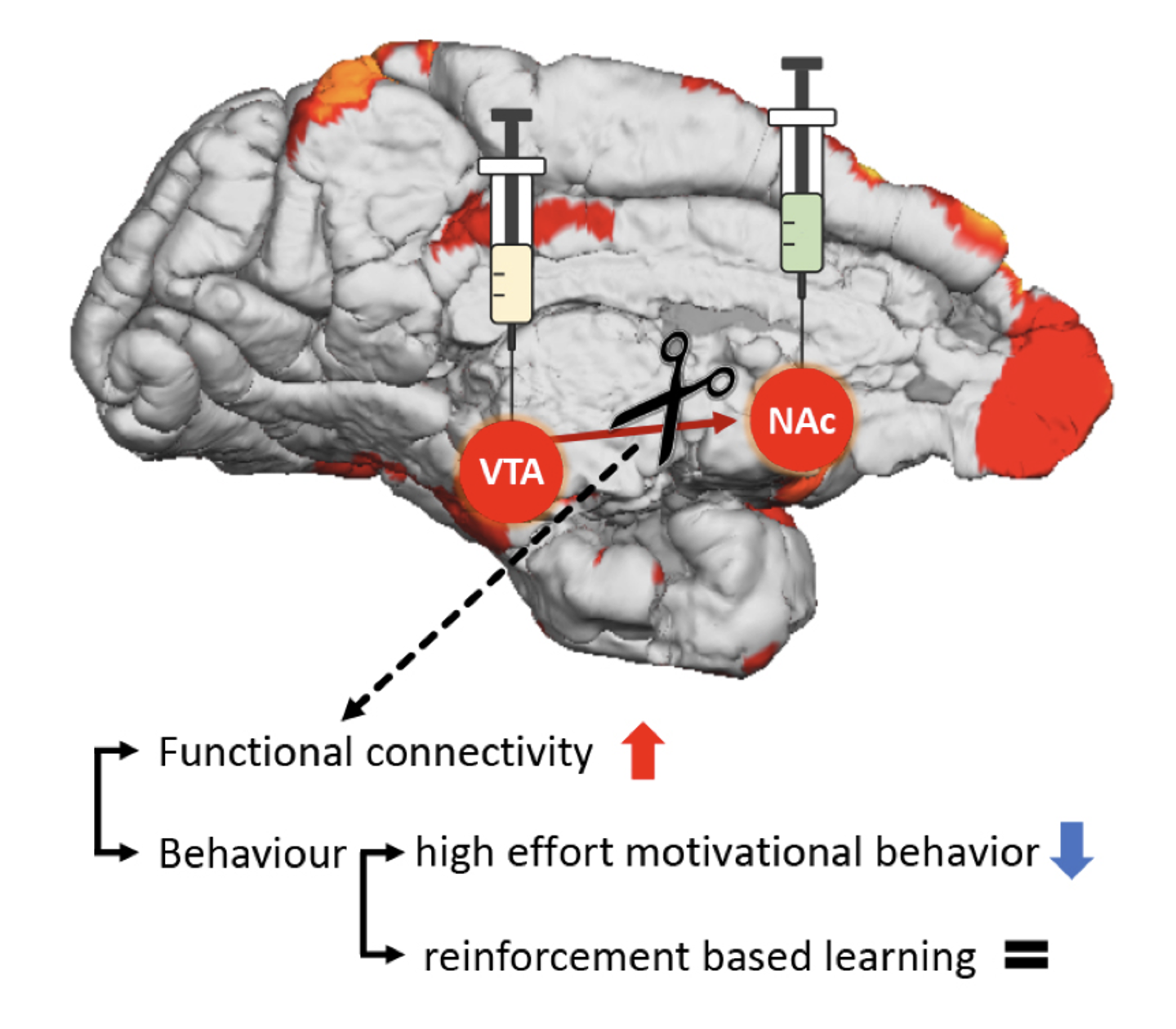 Is the reward always worth the effort? - Leuven and Kyoto scientists show that motivation takes a hit after breaking the brain’s reward circuit