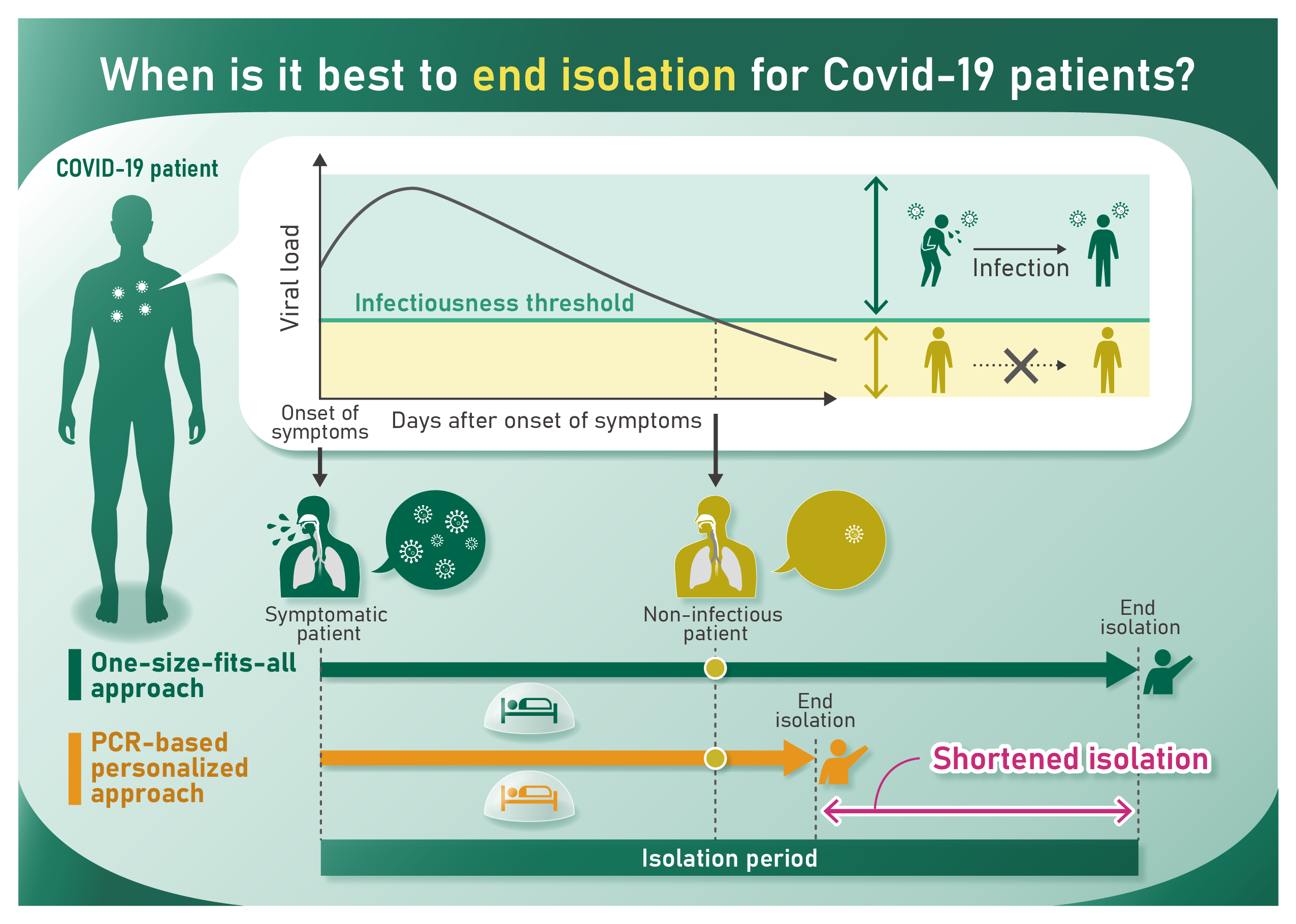Reducing COVID-19 isolation times: Scientists developed a mathematical simulator to guide isolation policies for patients infected with the new coronavirus
