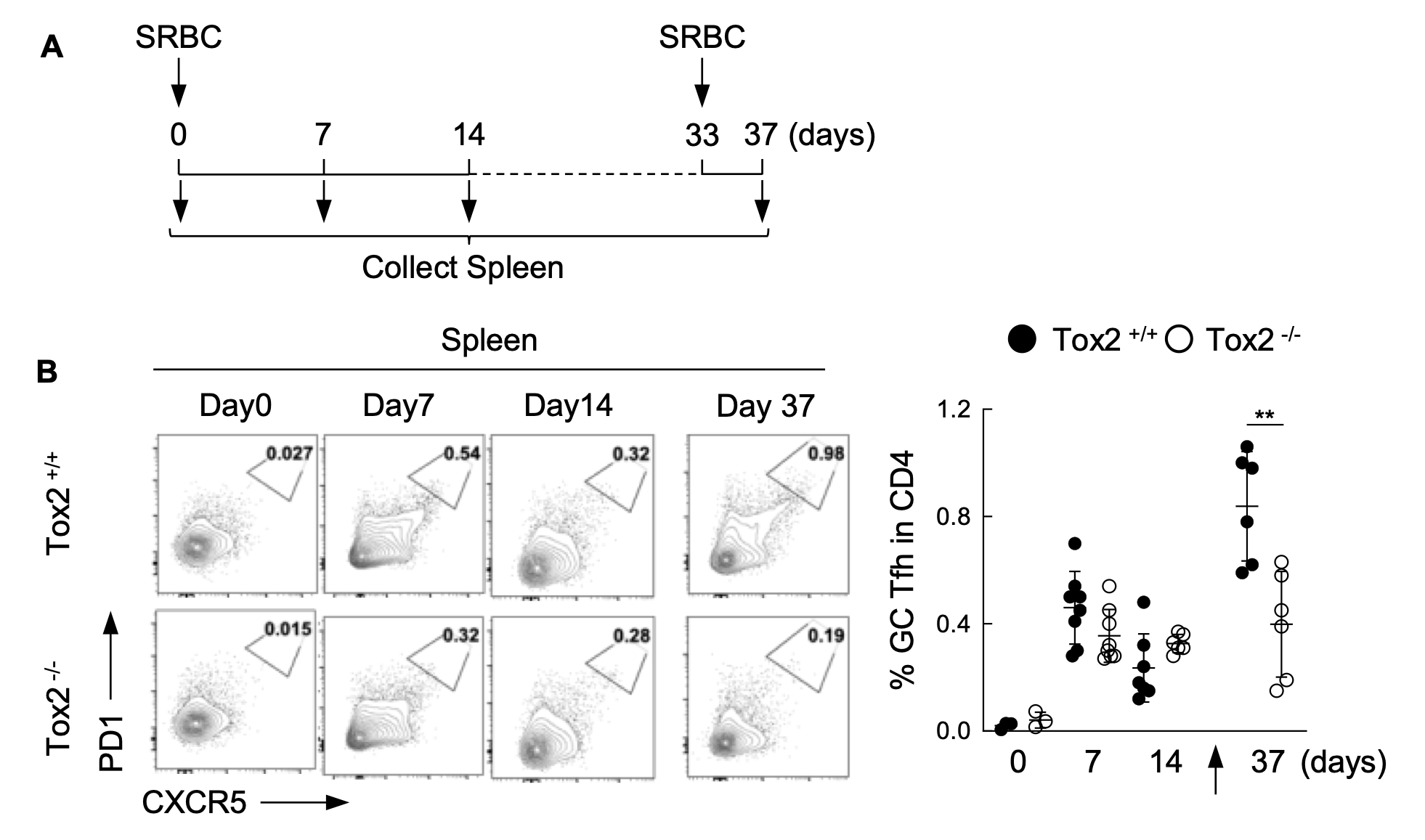 図２：Tox2欠損マウスでは二次性TFH細胞応答が減弱する
