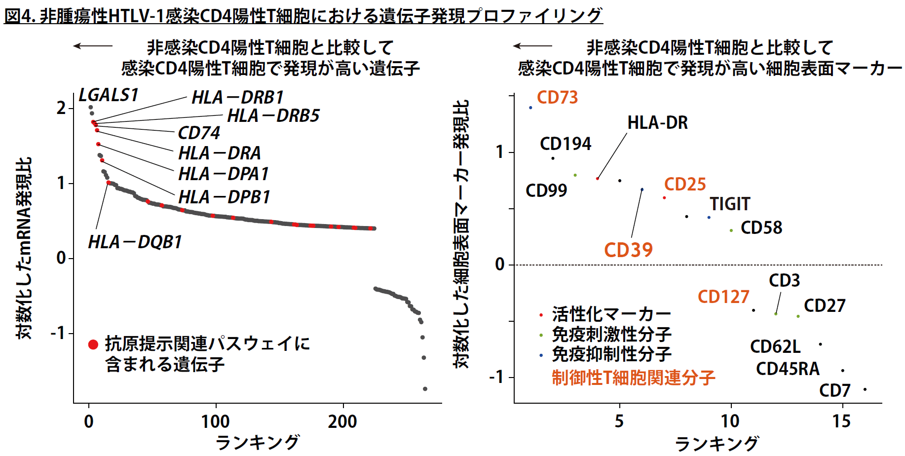 図４　非腫瘍性HTLV-1感染CD4陽性T細胞における遺伝子発現プロファイリング