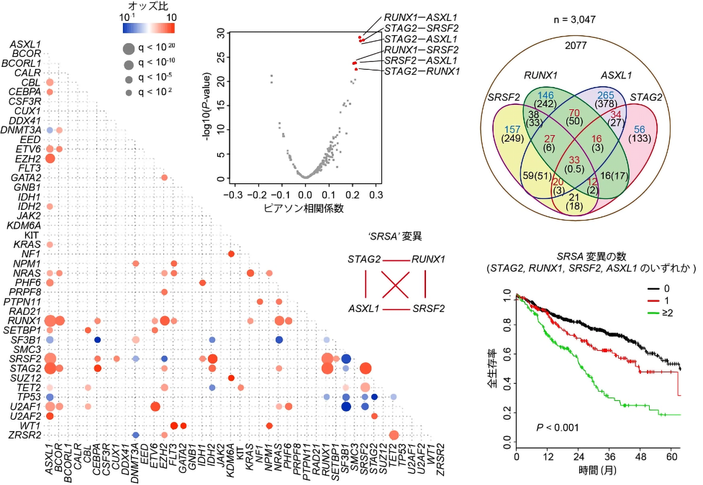 白血病の大規模ゲノム解析により明らかになった、STAG2やRUNX1などの四遺伝子変異の共存関係