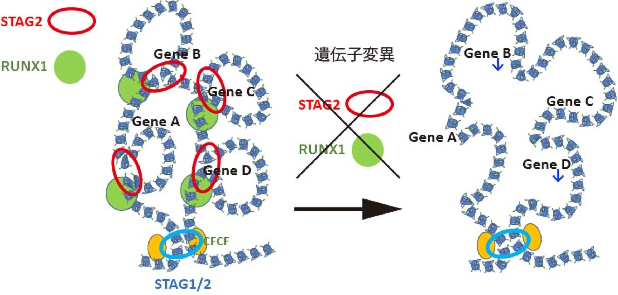 図3：STAG2/RUNX1変異による染色体ループ破綻および特定の遺伝子発現低下の模式図