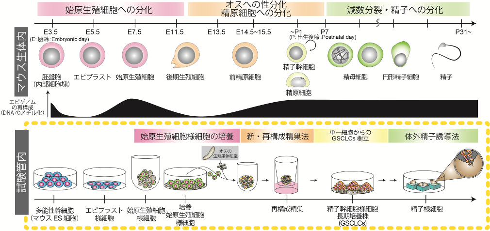 雄性生殖細胞の全分化過程の試験管内再構成に成功