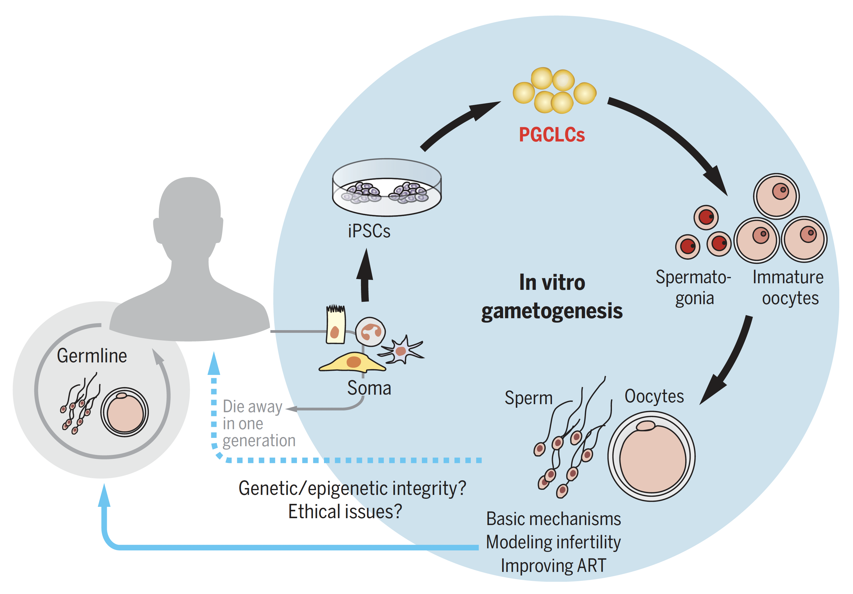 In Vitro Gametogenesis Latest News