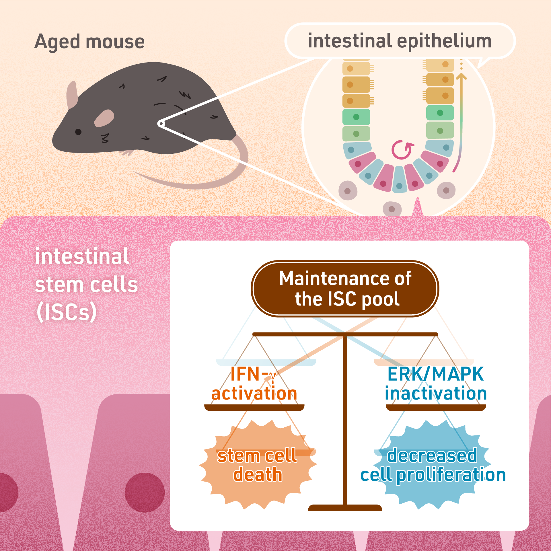 Safeguarding intestinal stem cells during aging through balanced signaling