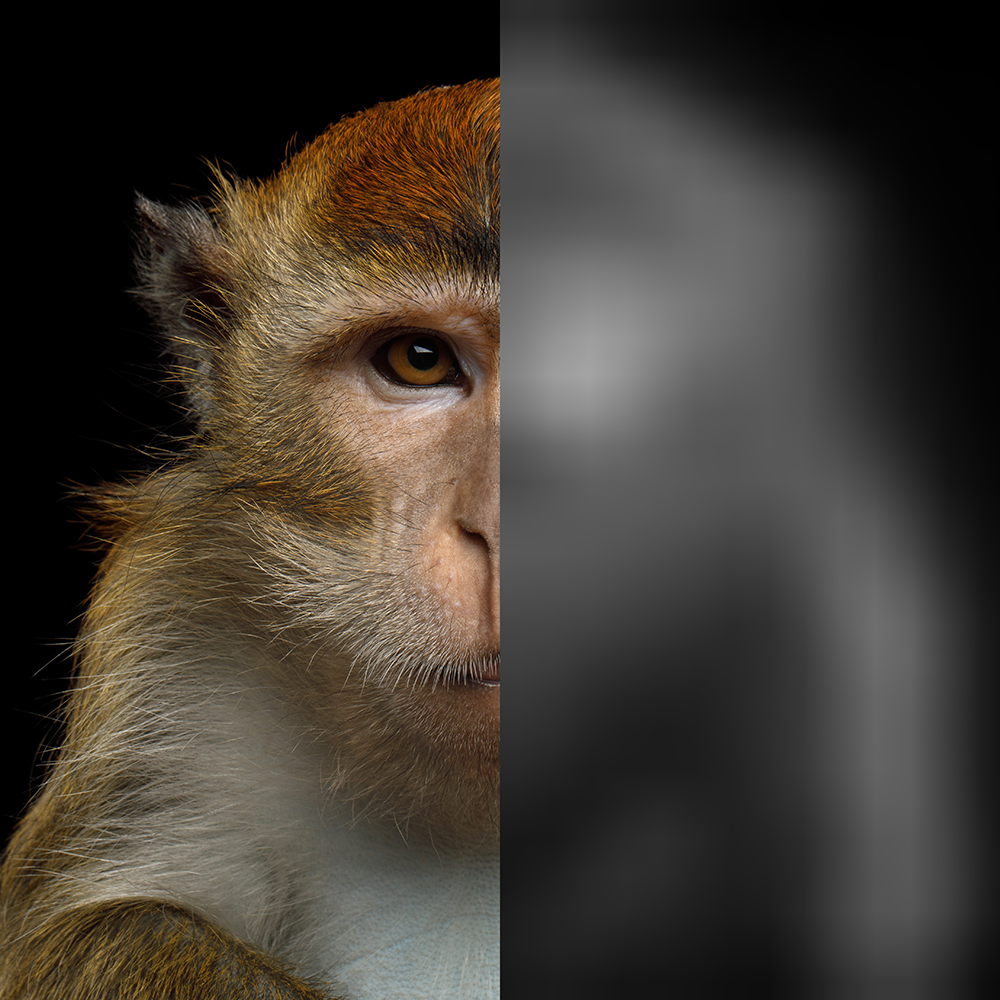 Review: Neural Mechanism of Blindsight in a Macaque Model